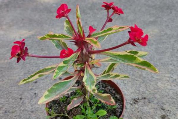 麒麟花简介，被称为虎刺梅和铁海棠
