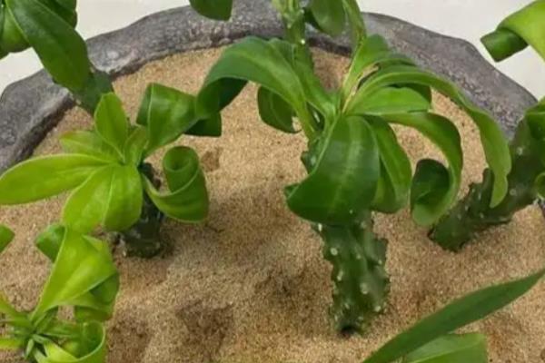 麒麟花简介，被称为虎刺梅和铁海棠