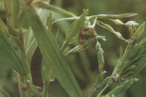 三唑酮主要防治哪种病害,可有效防治紫薇白粉病、菊花白粉病等