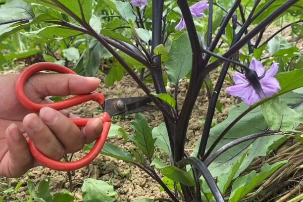 茄子怎么剪枝产量高,每年7月底左右进行