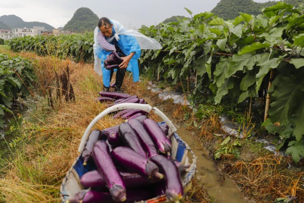 茄子怎么剪枝产量高,每年7月底左右进行