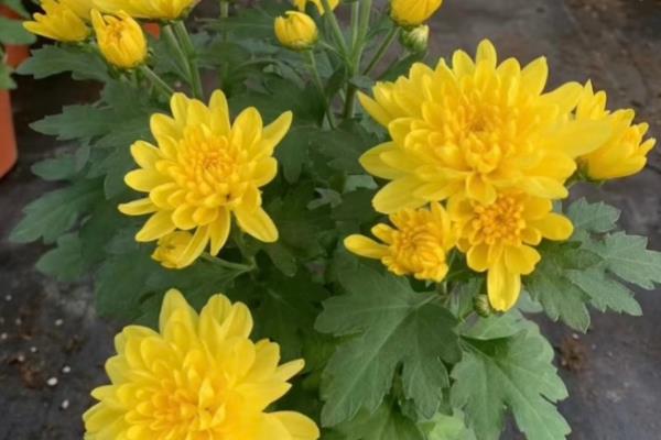 菊花叶子发黄的原因,可能是光照过强所致