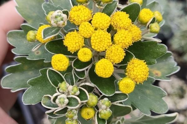 菊花叶子发黄的原因,可能是光照过强所致