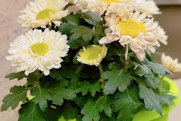 菊花叶子发黄的原因,可能是光照过强所致