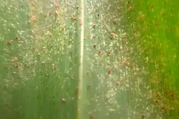 玉米起红蜘蛛怎么处理，要喷洒药剂进行防治