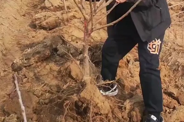 车厘子的等级如何划分，可根据J等级或大小划分