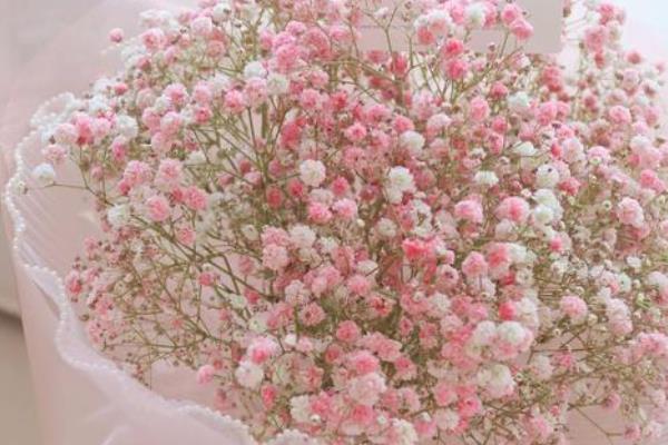 粉色满天星有什么花语,代表青涩的爱、无缺的爱和陪伴的爱