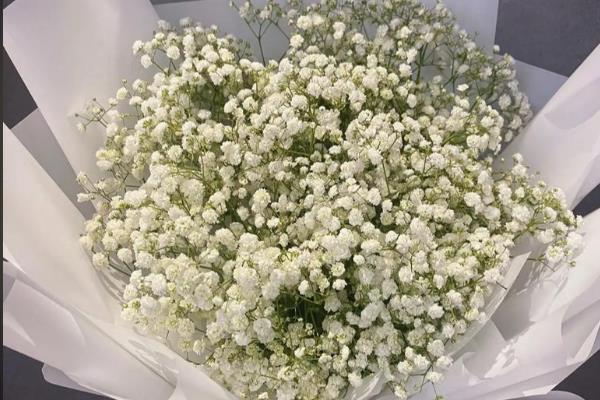 粉色满天星有什么花语,代表青涩的爱、无缺的爱和陪伴的爱