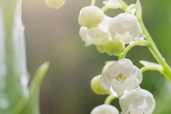 风铃花的花语，寓意感谢、牵挂等
