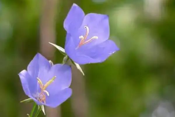风铃花的花语，寓意感谢、牵挂等