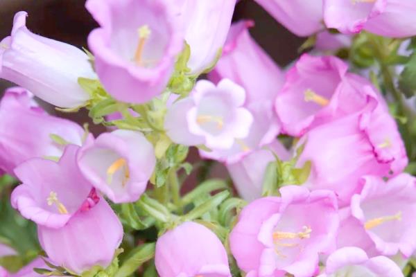 风铃花的花语，寓意感谢、牵挂等