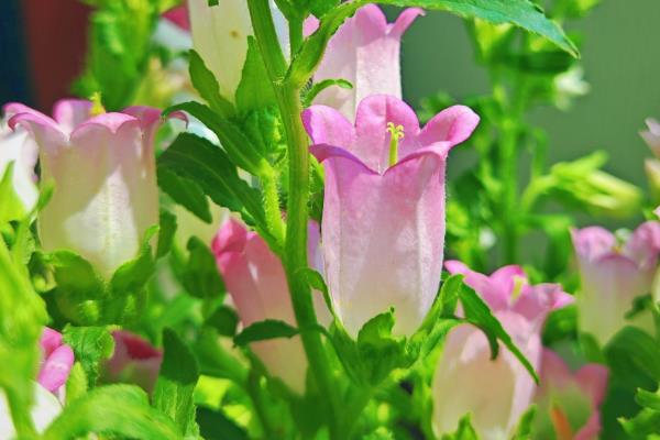 风铃花的花语，寓意感谢、牵挂等