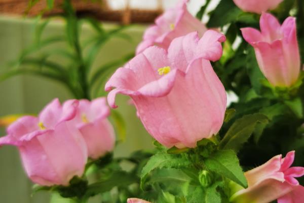 风铃花的花语，寓意感谢、牵挂等