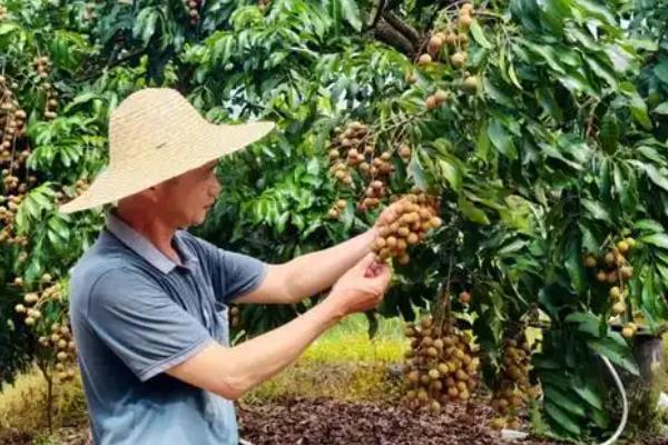 种植龙眼的条件,年均温度要达到21-23℃左右