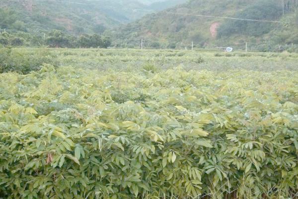 种植龙眼的条件,年均温度要达到21-23℃左右