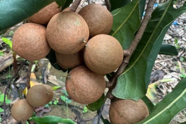 种植龙眼的条件,年均温度要达到21-23℃左右