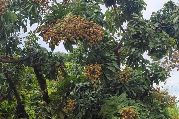 种植龙眼的条件,年均温度要达到21-23℃左右