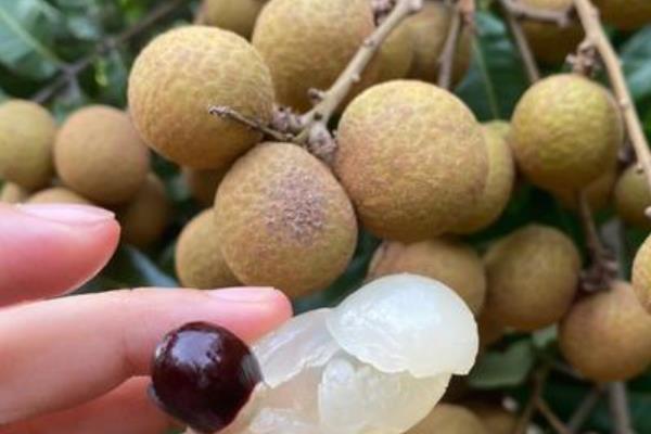 种植龙眼的条件,年均温度要达到21-23℃左右