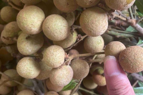 种植龙眼的条件,年均温度要达到21-23℃左右