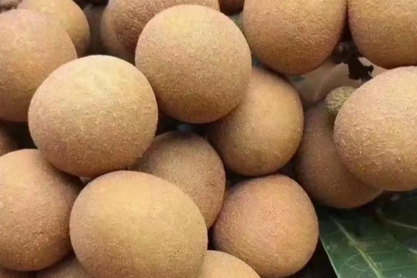 种植龙眼的条件,年均温度要达到21-23℃左右