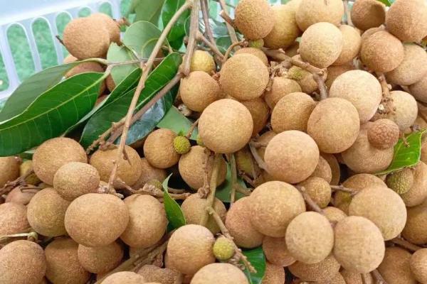种植龙眼的条件,年均温度要达到21-23℃左右