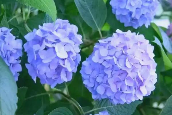 哪些花要低温养护才能开花,常见的有绣球花、君子兰等