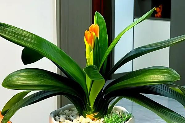 哪些花要低温养护才能开花,常见的有绣球花、君子兰等