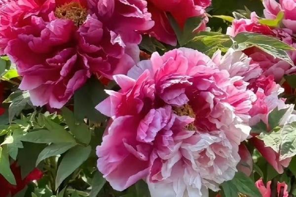 哪些花要低温养护才能开花,常见的有绣球花、君子兰等