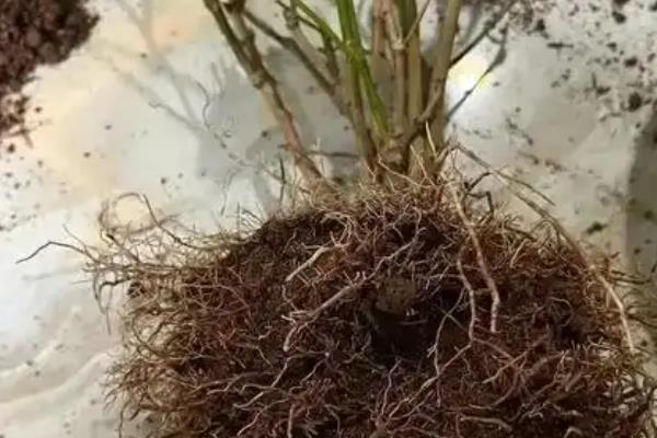 哪些花要低温养护才能开花,常见的有绣球花、君子兰等