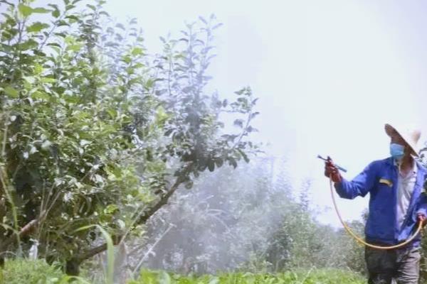什么时候不能喷芸苔素,雨天不能用