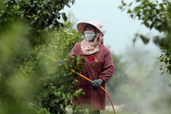 什么时候不能喷芸苔素,雨天不能用