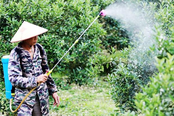 什么时候不能喷芸苔素,雨天不能用