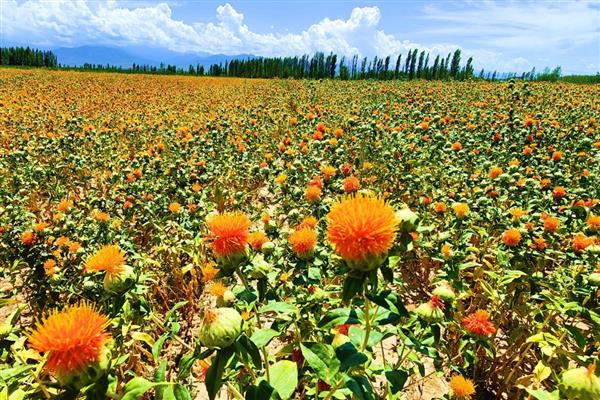红花的种植注意事项,发育期进行至少三次追肥
