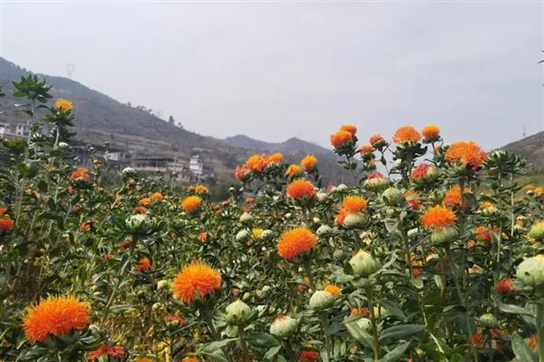 红花的种植注意事项,发育期进行至少三次追肥