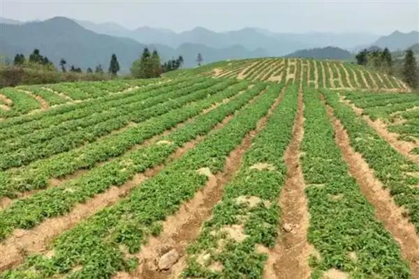 太子参有哪些种植要点,通常在11月上旬栽植