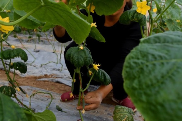 越夏黄瓜的管理方法,种植时可将株距适当加大