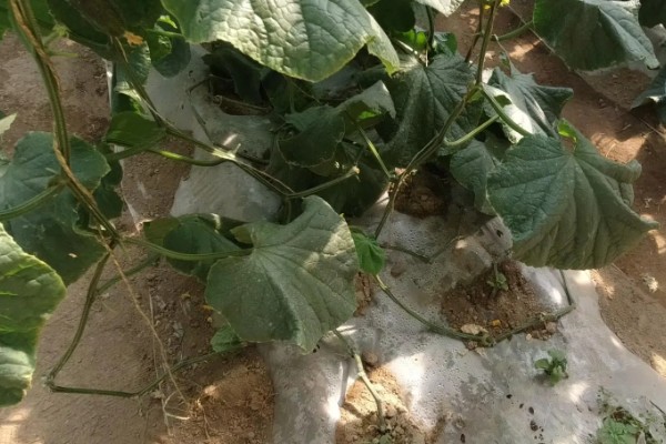 越夏黄瓜的管理方法,种植时可将株距适当加大