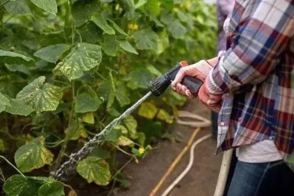 越夏黄瓜的管理方法,种植时可将株距适当加大