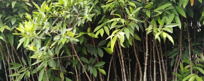 南方山竹苗几年可以结果,需要10年左右