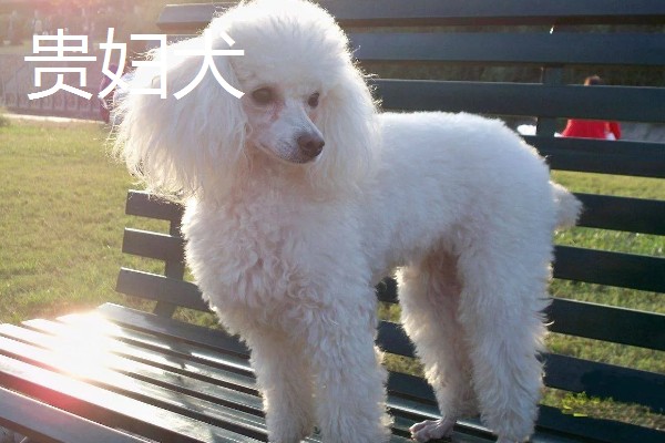 贵妇犬与泰迪的区别,造型不同