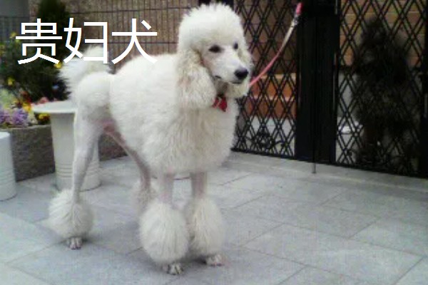 贵妇犬与泰迪的区别,造型不同
