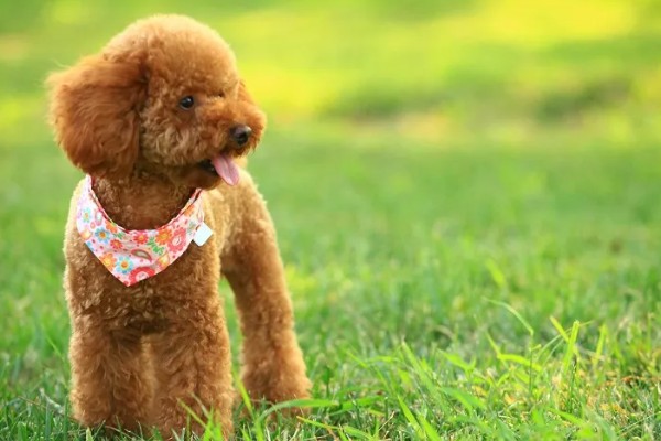 贵妇犬与泰迪的区别,造型不同