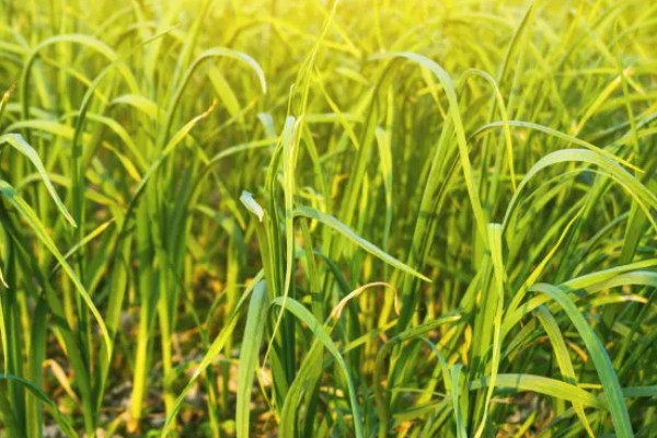 蒜苗锈病怎么办,发病初期可以喷施福星乳油等药物