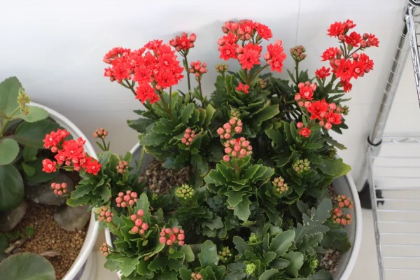 长寿花的花期，通常在1月至4月