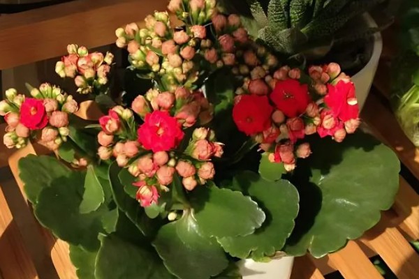 长寿花的花期，通常在1月至4月