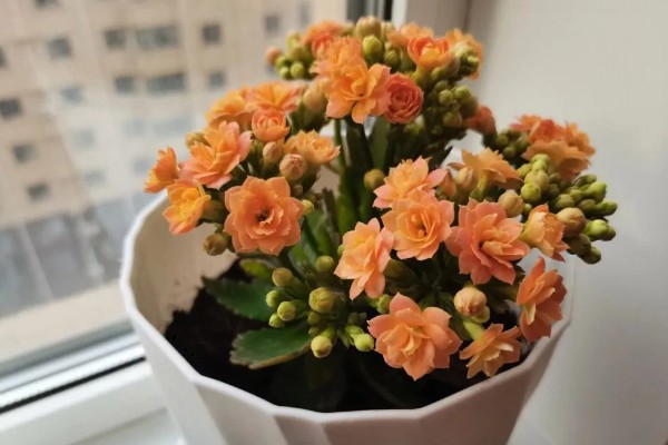 长寿花的花期，通常在1月至4月