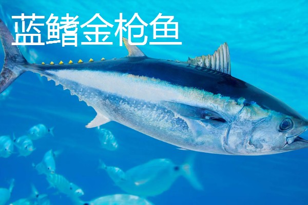 怎么处理整条金枪鱼，要使用专门的工具来进行操作