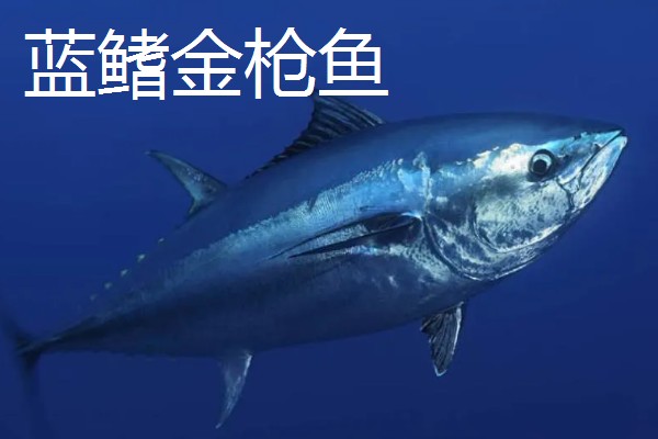 怎么处理整条金枪鱼，要使用专门的工具来进行操作