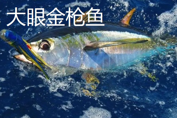 怎么处理整条金枪鱼，要使用专门的工具来进行操作