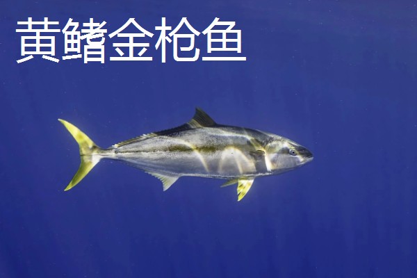 怎么处理整条金枪鱼，要使用专门的工具来进行操作